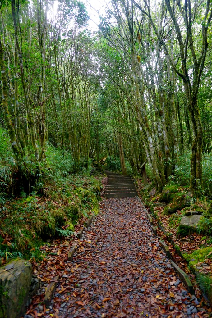 檜山巨木森林步道_481591
