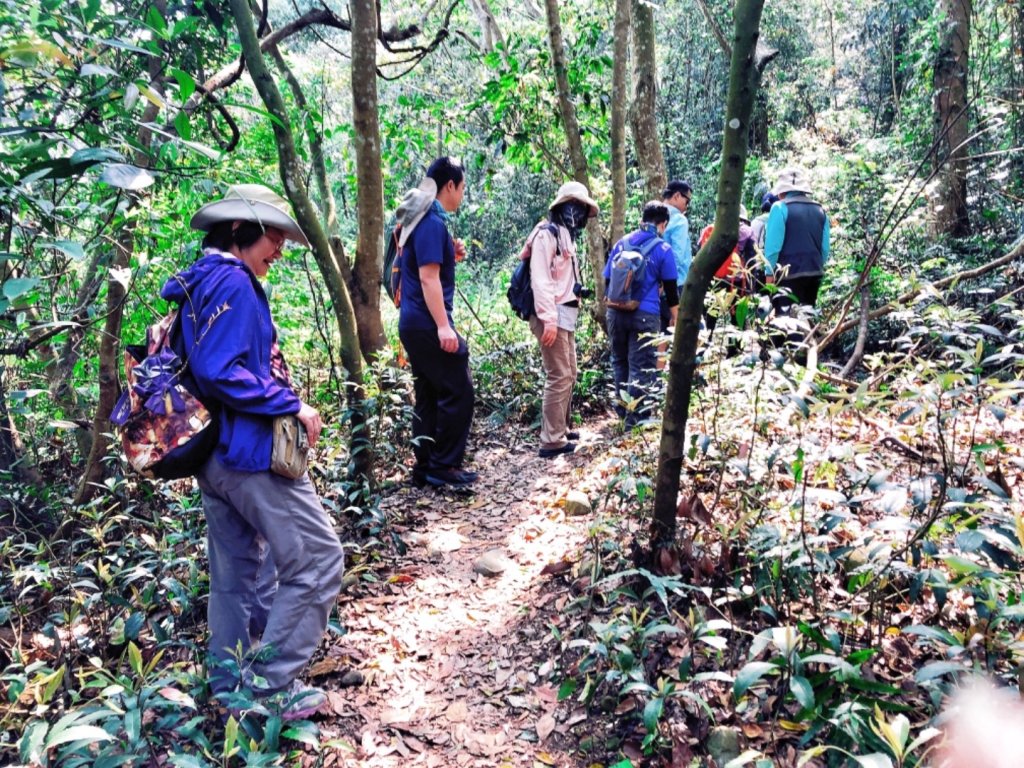 桐花已開，到大坑5-1步道走走吧_564276
