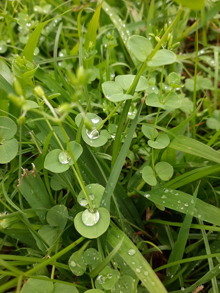 臺北大縱走7：家鄉的茶園開滿花 閃閃的淚光魯冰花_822146