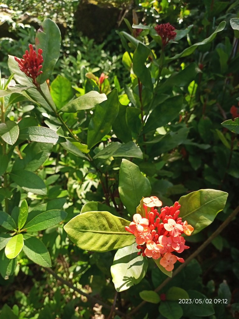 【臺北大縱走 7】2-1 樟山寺→樟樹步道→彩雲亭→指南宮貓空親山步道→茶展中心步道_2139697