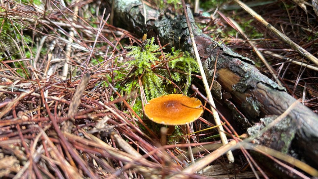 觀雪縱走_2836070