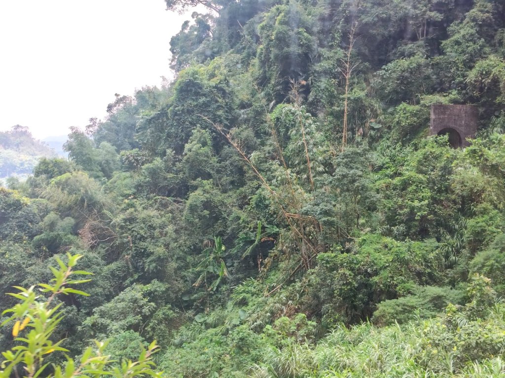 阿里山森林小火車_2865168