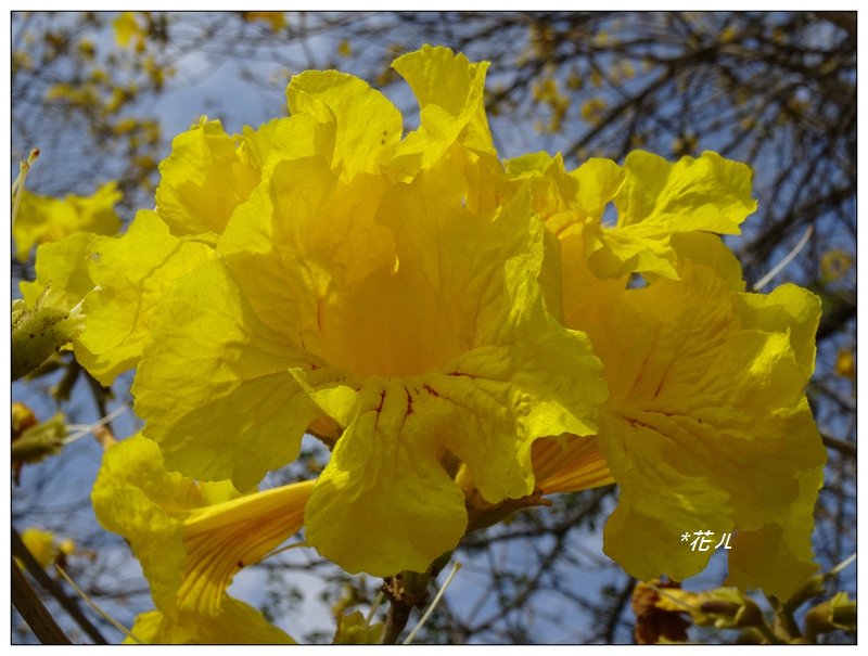 嘉義/朴子溪風鈴木_874462