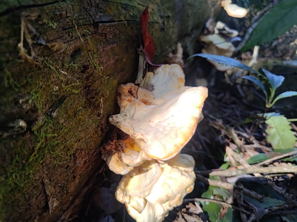 幾阿佐名山_2664508
