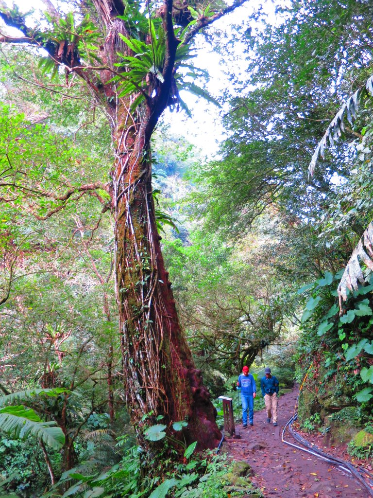 【新竹內灣】馬胎古道_1619740