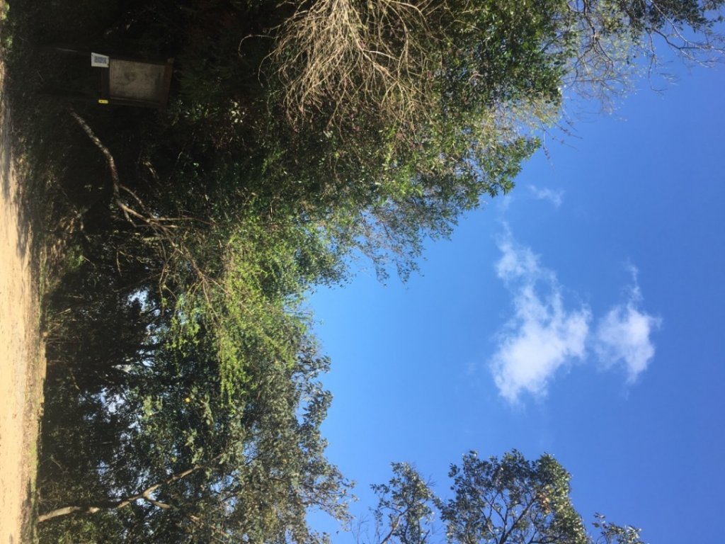 獅仔頭山、粽串尖、大丘田山、雲海101_2027693
