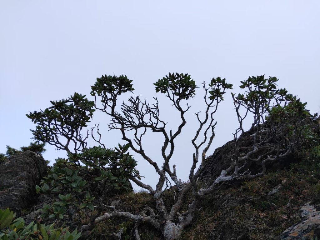 【合歡群峰2】~合歡尖山-20191006_1694490