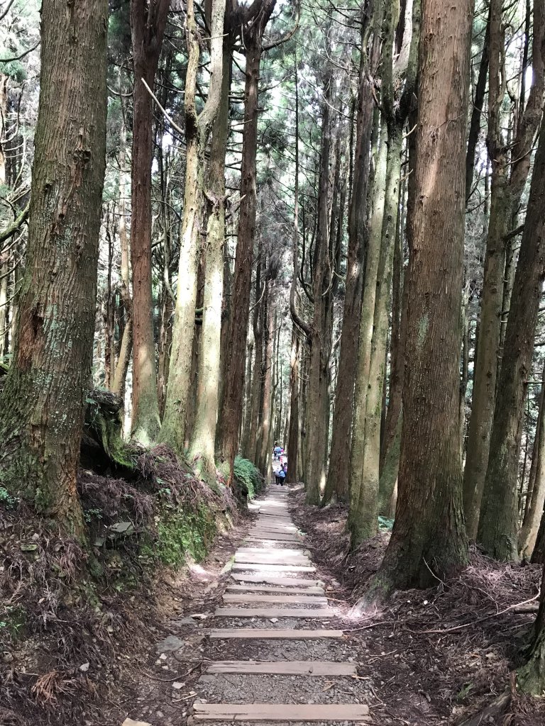 109年6月26日特富野古道_1027145