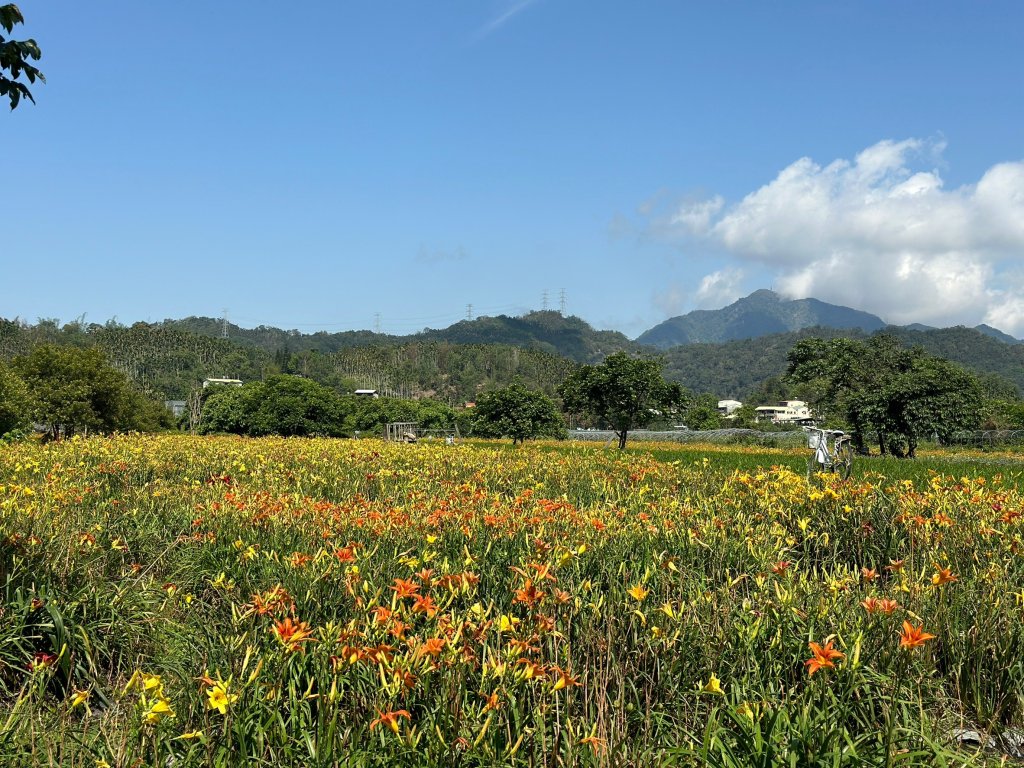 頭社金針花花海_2511582