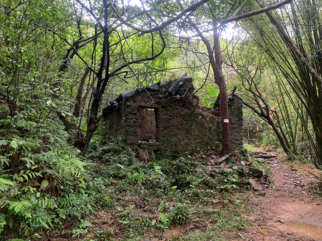 20221105-草嶺古道+桃源谷步道_1902694