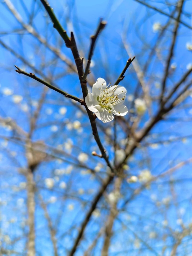 青潭越嶺政大-賞梅花🌸安坑🐦嘴四秀封面圖