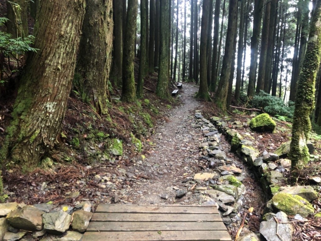 觀霧 檜山巨木步道 雲霧步道_501026