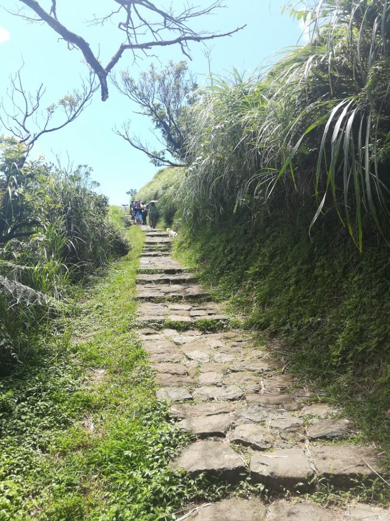 冷苗步道-七星公園-夢幻湖-冷水坑O形_668615