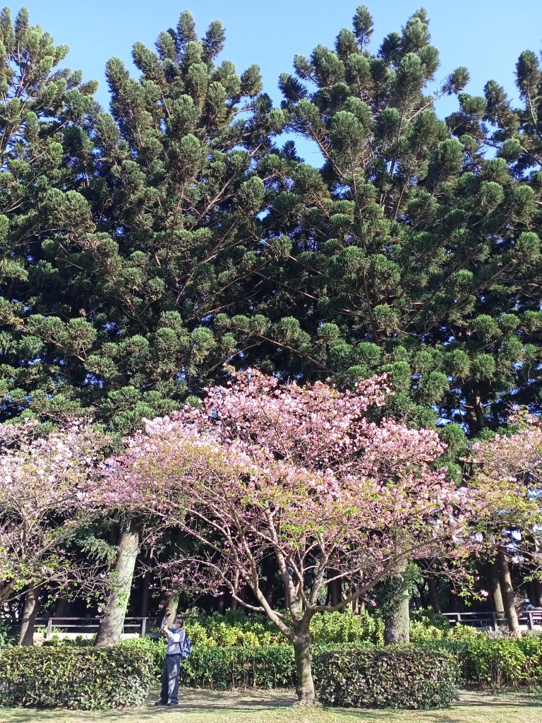 自由廣場、國家戲劇院、國家音樂廳、中正紀念堂賞櫻及尋寶趣【齊心鞋力尋寶去】_2038832