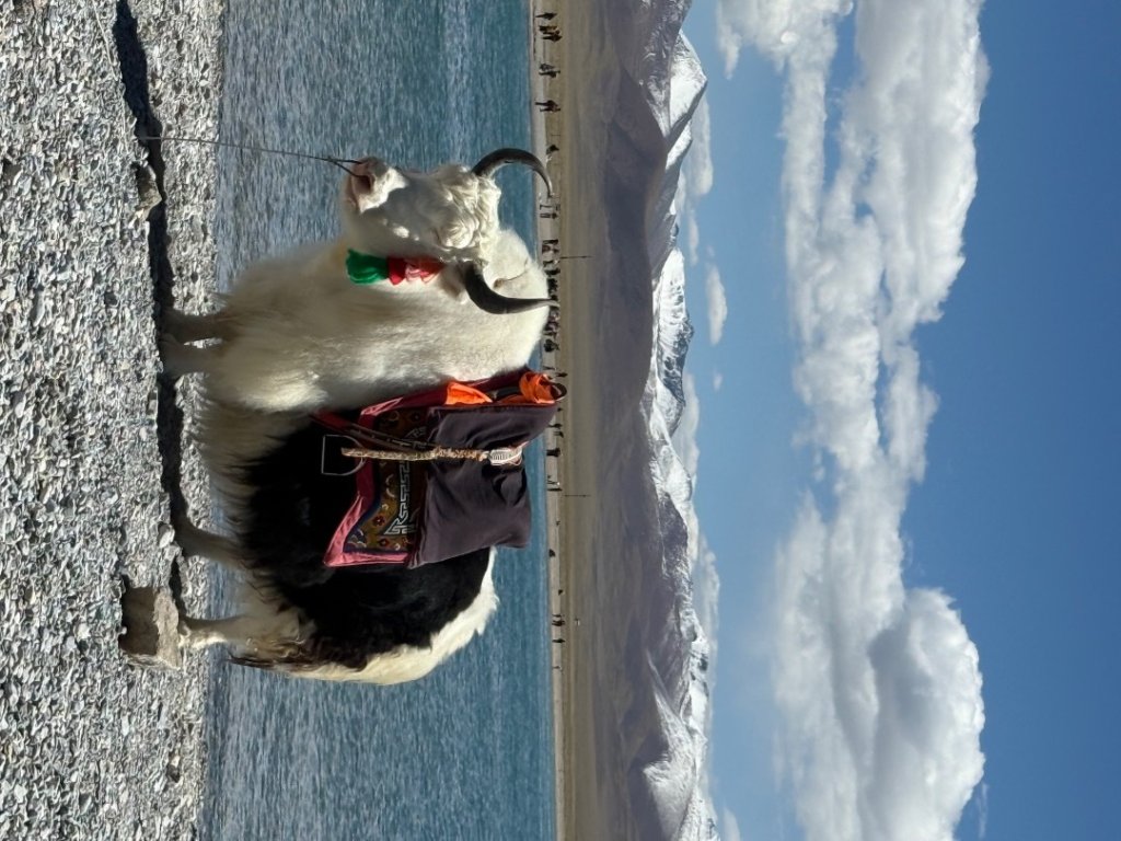 西藏♥️可愛動物🐎人物寫真/拉薩旅拍/美食_2902934