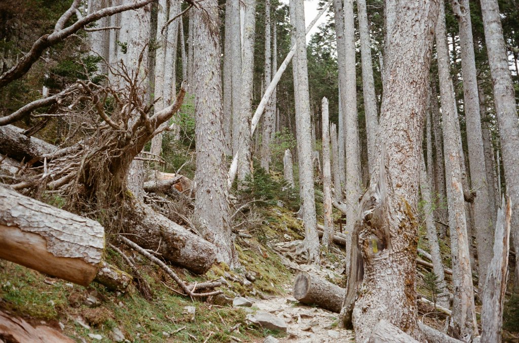 魔幻黑森林與長鬃山羊的相遇 – 雪山主東_1050095