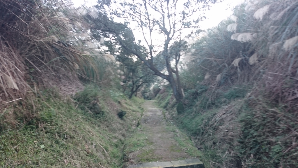 上磺溪停車場-冷水大山-大尖後山-頂中股山-八煙步道-水圳路O形_81954