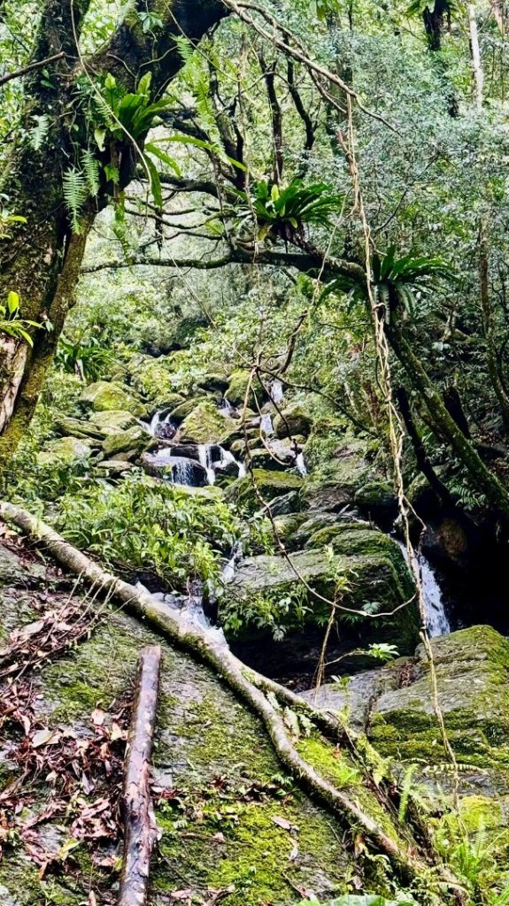 卡保石壁一葉蘭（耘夢谷上逐鹿山下O走）_2809503