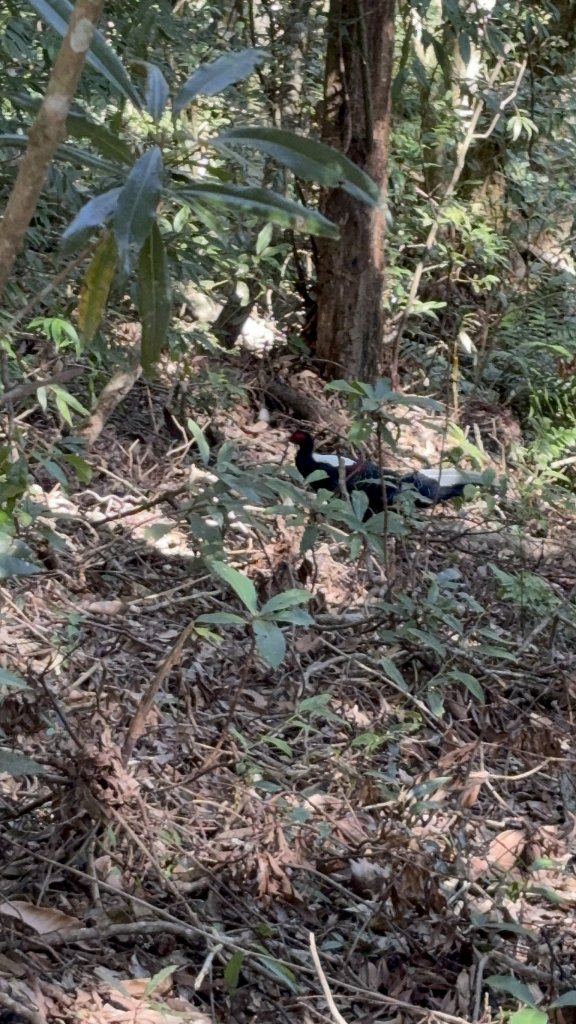 20251221嘉南雲峰、石壁山登山步道_2968142