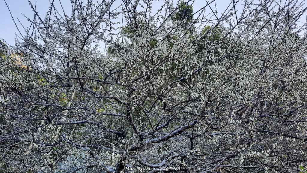 《台中》落雨松季｜石岡挑物古道O繞下情人木橋20250112_2687611