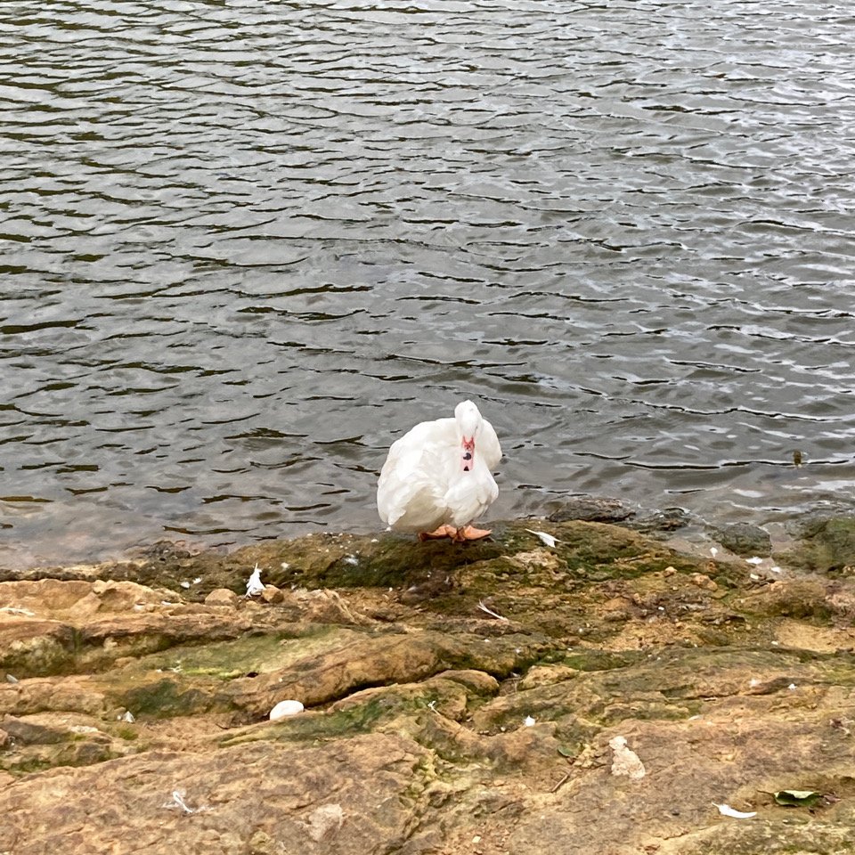 情人湖的鵝好吵封面圖