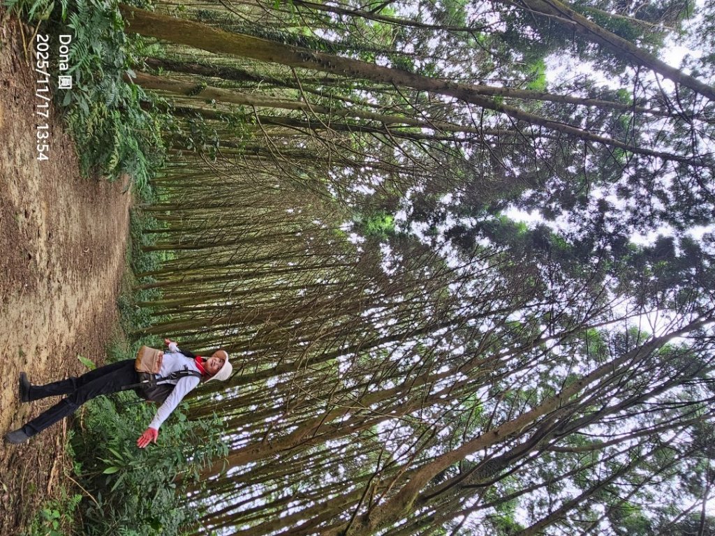 20251117新竹內灣三山四峰(內灣山.麥樹仁山南峰.麥樹仁山.白石湖山)_2939941