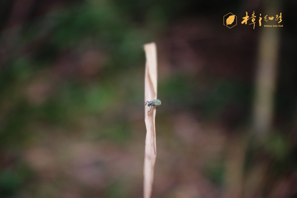 樟之細路 | 09/21砍草任務_686476