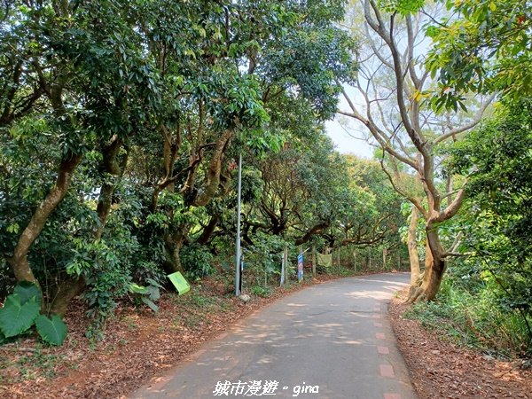 【彰化員林】員林百果山上最具人氣的休閒步道。 台灣百大必訪步道。 藤山步道_1689469