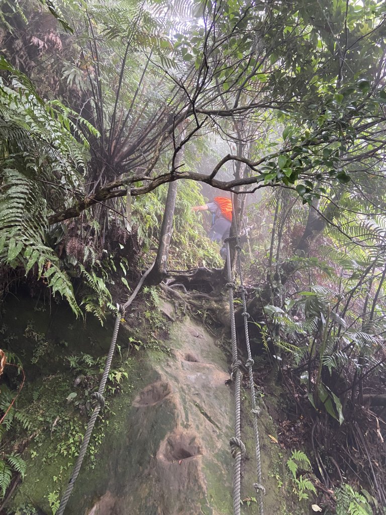 桐花紛飛白雞三山O型_1700567