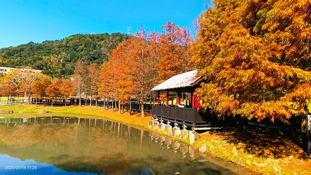 雙溪公園賞花&原住民公園落羽松&故宮1/14_2689988