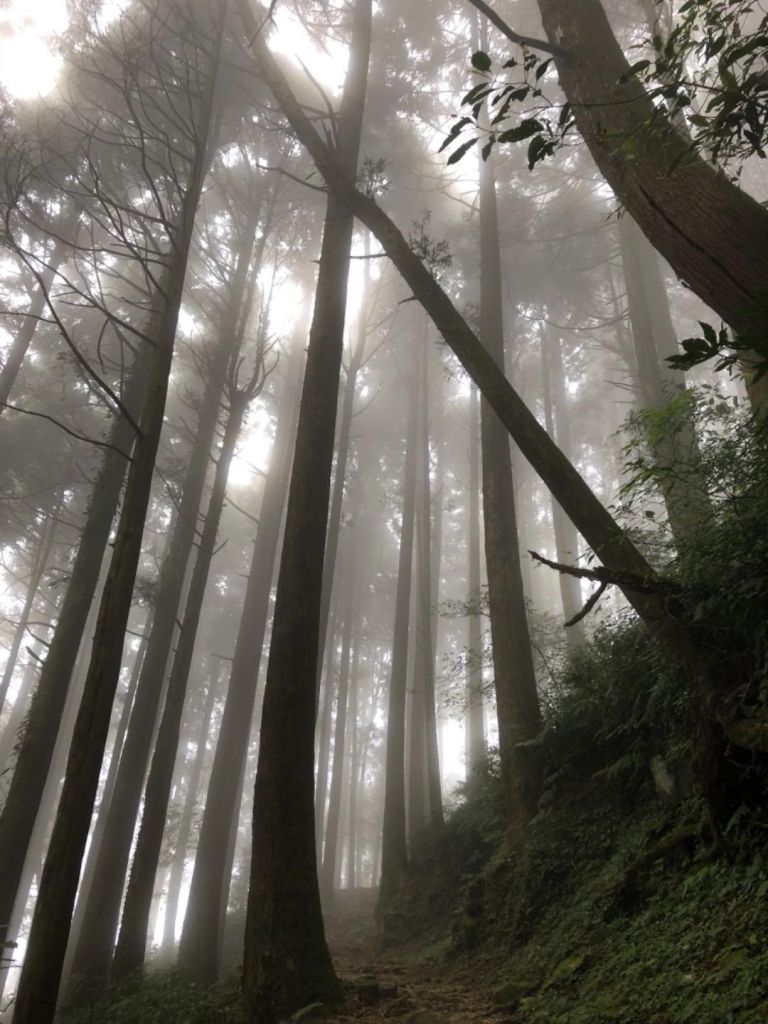 大凍山步道封面圖