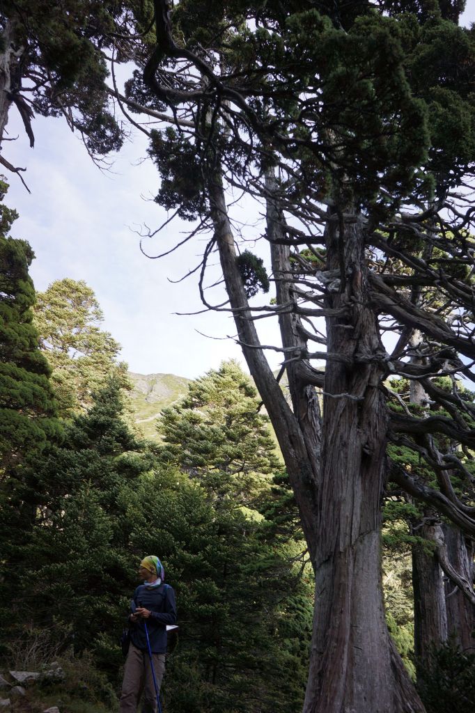 雪山主東行_399151