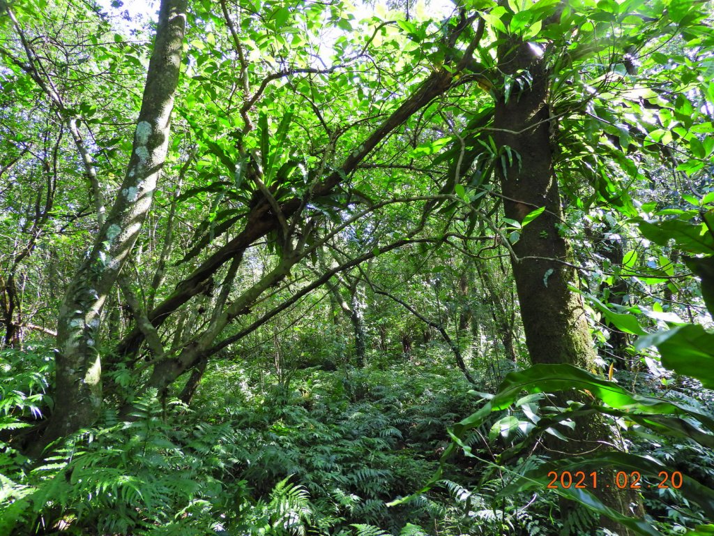 宜蘭 頭城 窖寮山(未竟)_1278631