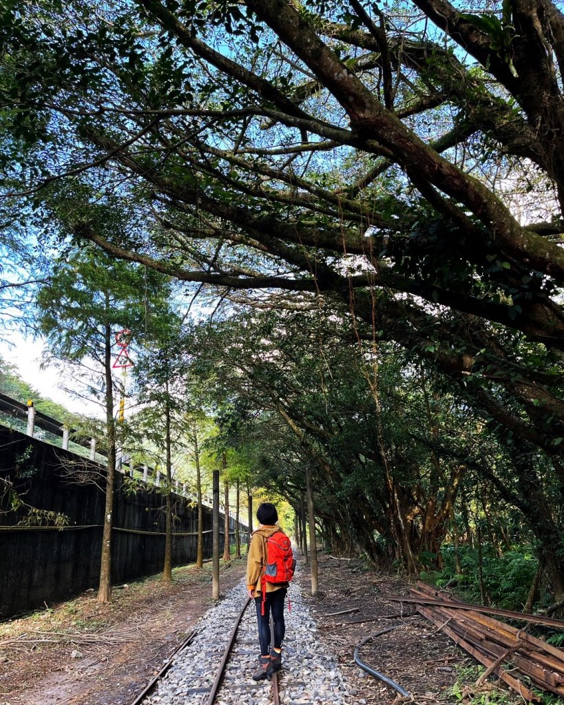 愛在秋芒紛飛時...五分山_2353594