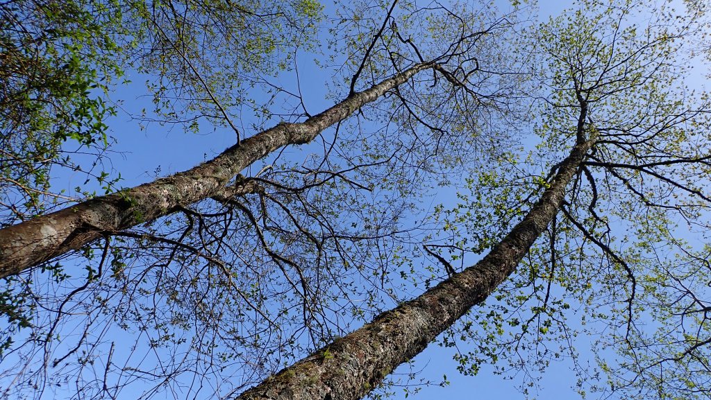 尋幽訪古遊走千年巨木和幻霧美森的樂山林道_2882342