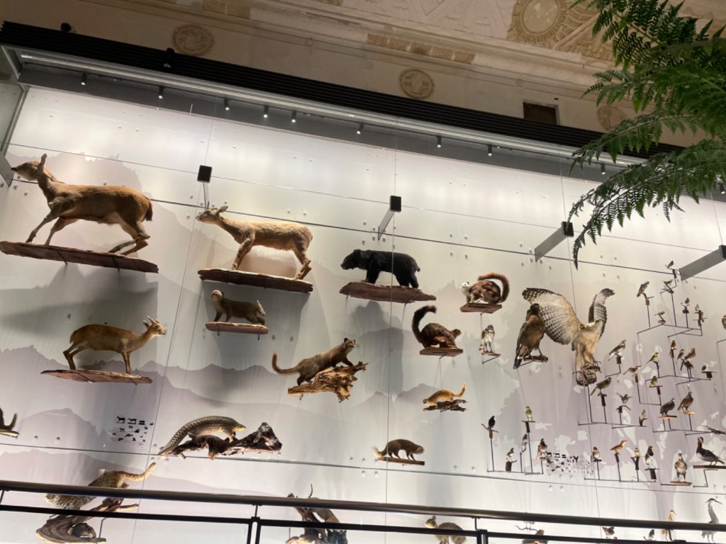 雨天備案💙 台灣博物館的古生代館-台大動植物館免費參觀-北投♨️季_2798994