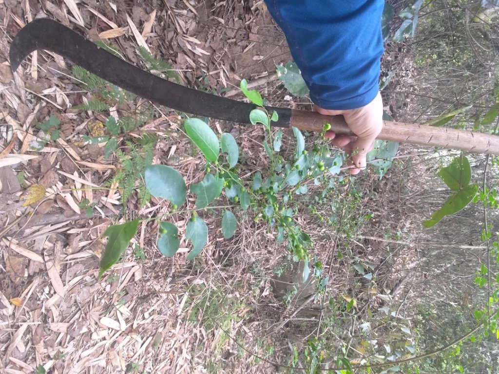 大埔頂坪林_2470143