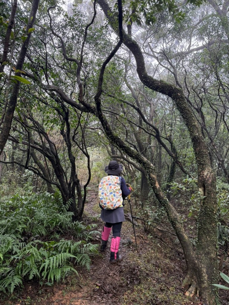 陽明山生態保護區/萬里 鹿堀坪古道-鹿堀坪山--富士坪山-富士坪古道-大尖聚落遺址O_2680666