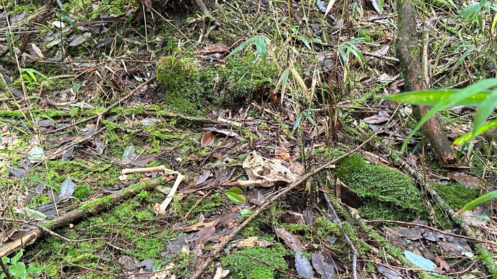 觀雪縱走_2836073