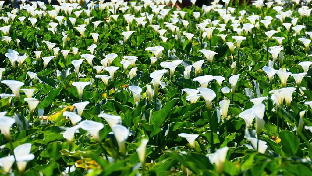 猴崁古道。盧特訪積_2773329