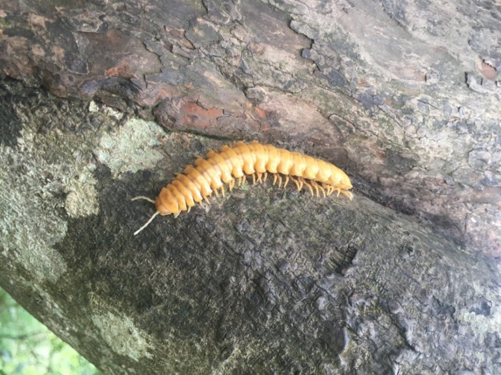 峭壁雄風封面圖