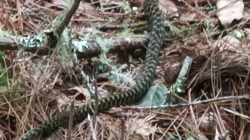 兩颱風之間空擋登屏風山巧遇保育類動物+出大景_2237952