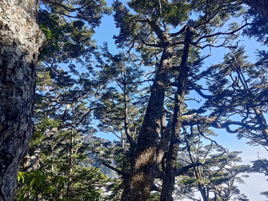 溪頭山連走魔保來山_2682748