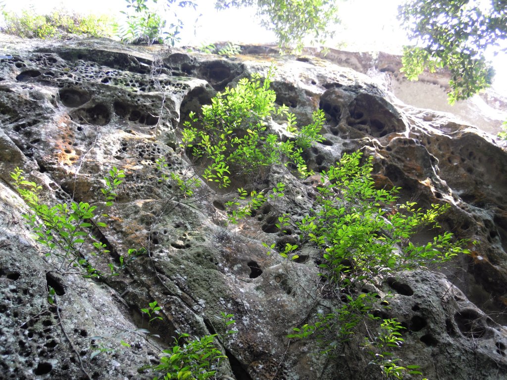 白石山_虎頭蜂窩20100226_1957730