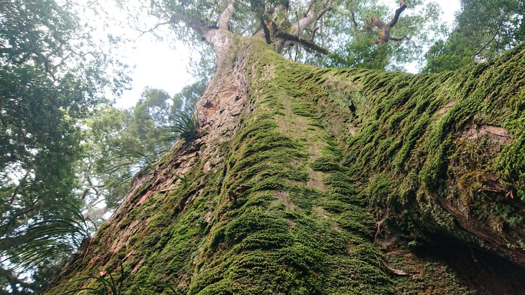 尋幽訪古遊走千年巨木和幻霧美森的樂山林道_2882340