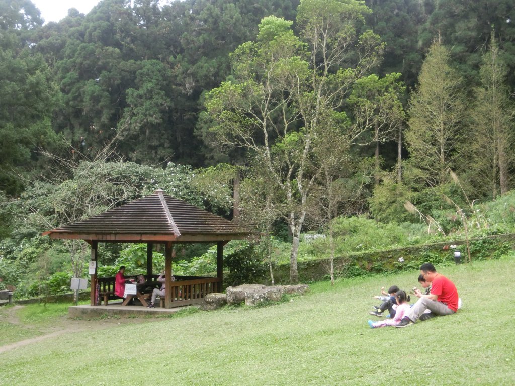 溪頭銀杏神木彩虹橋_459488