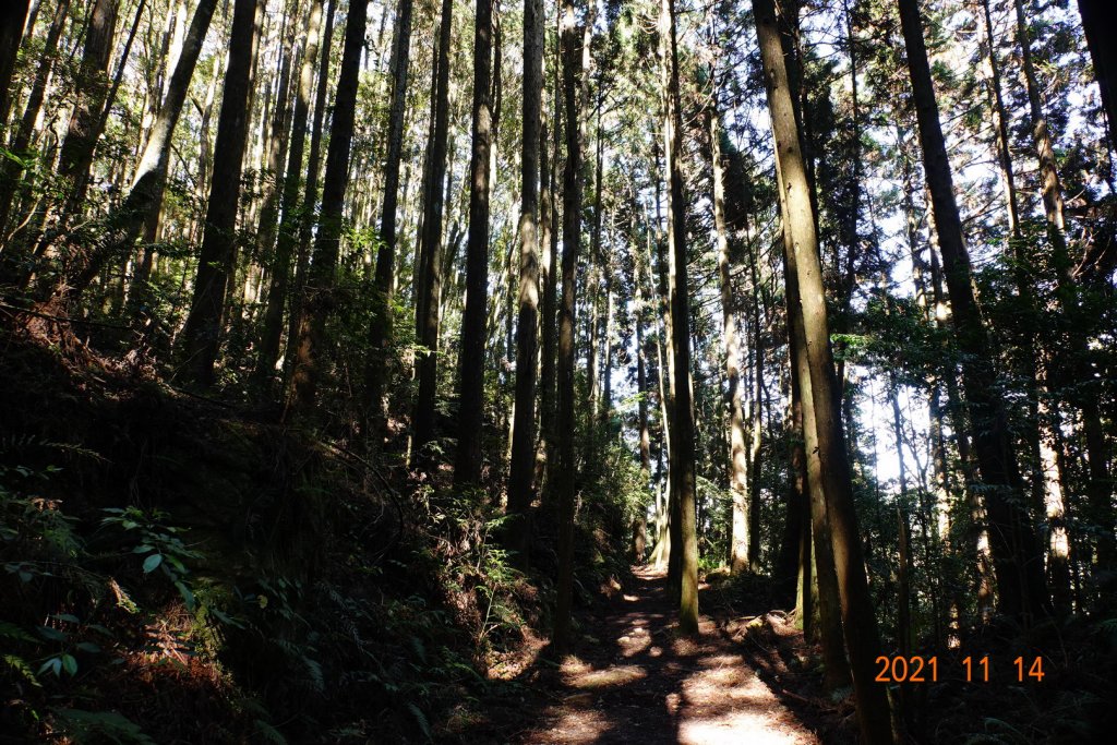 臺中 和平 橫嶺山自然步道、橫嶺山_1514973