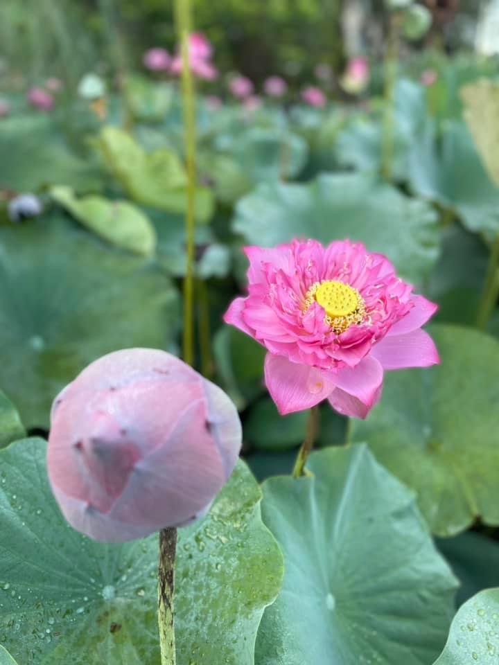 夜衝台大追ㄧ夜美人/穗花棋盤腳_2574196