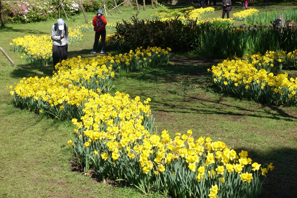 2021陽明山花季_1286019