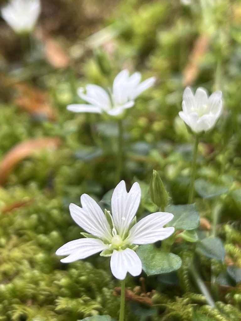 ~  塔  曼  山  ~_2782848